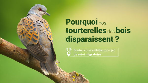 Visuel de l'appel à dons : une tourterelle des bois et le message "pourquoi nos tourterelles des bois disparaissent ?"